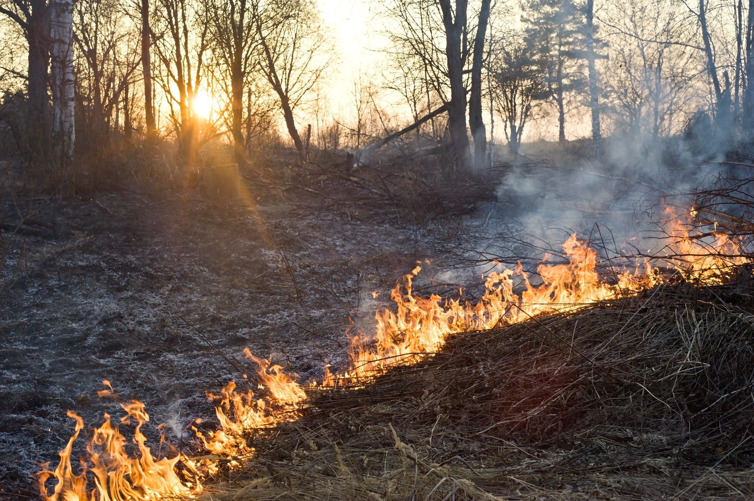 Forest fires still a major threat