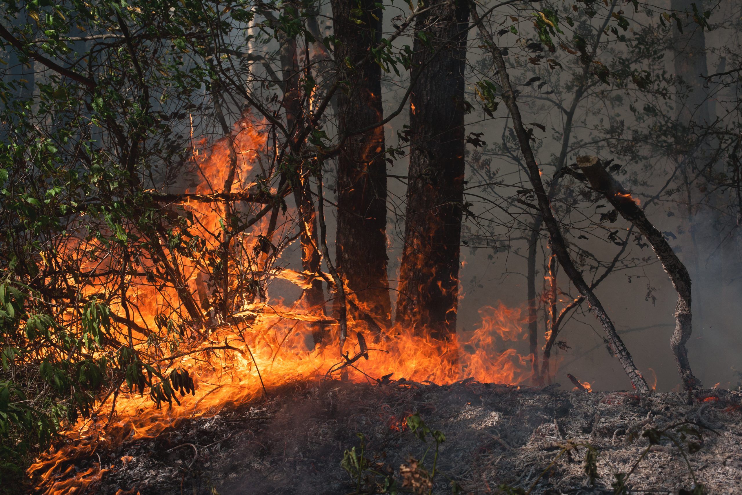 Wildfires Are Ablaze – Are You Prepared for a Disaster?