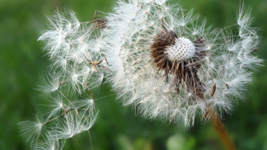 A close up image of a dandelion puff ball being blown apart in the breeze.