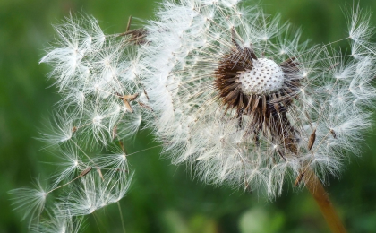 A close up image of a dandelion puff ball being blown apart in the breeze.
