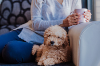 Top 5 Hypoallergenic Dog Breeds: The Best Companions for Allergy Sufferers