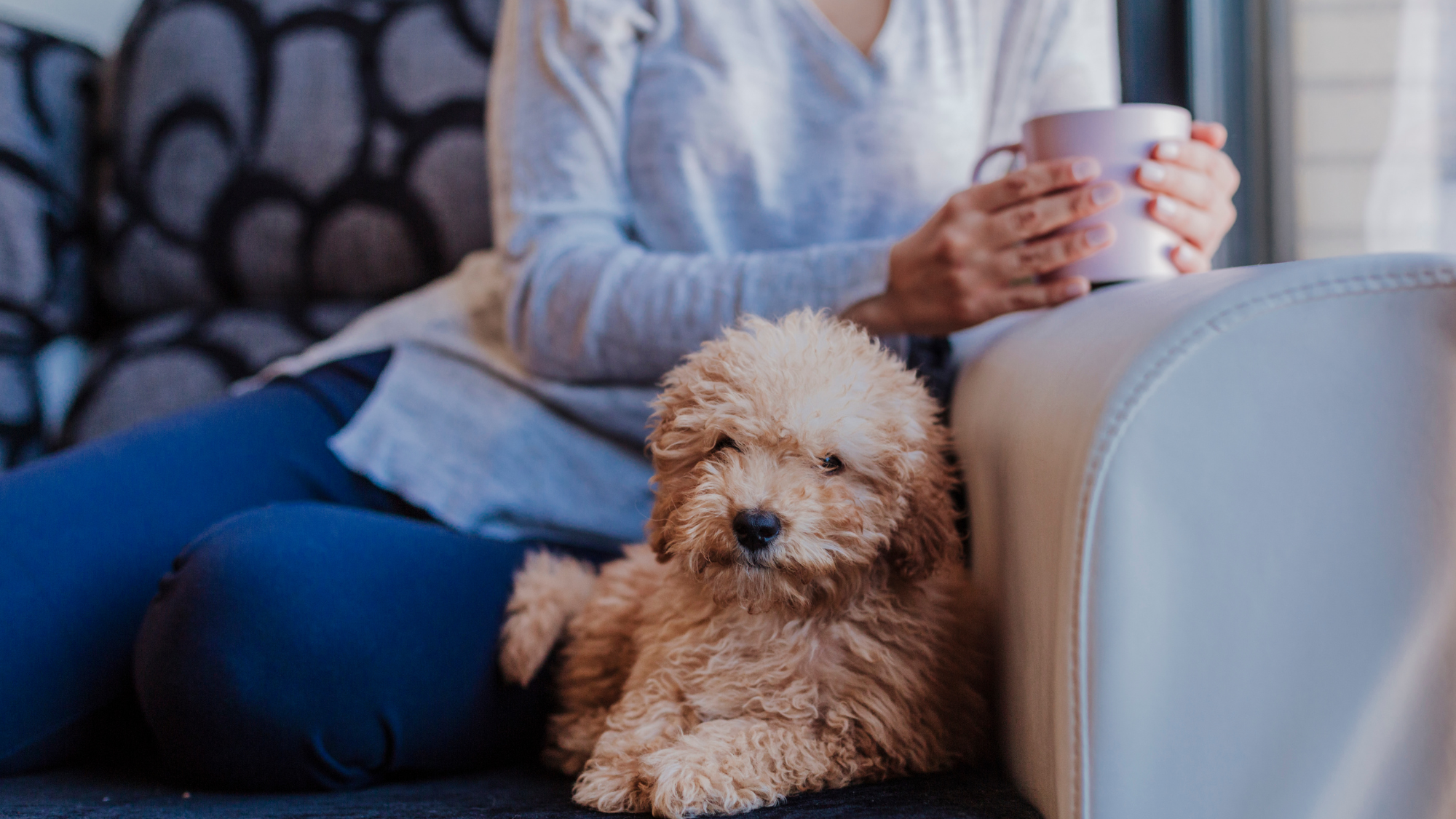 Top 5 Hypoallergenic Dog Breeds: The Best Companions for Allergy Sufferers