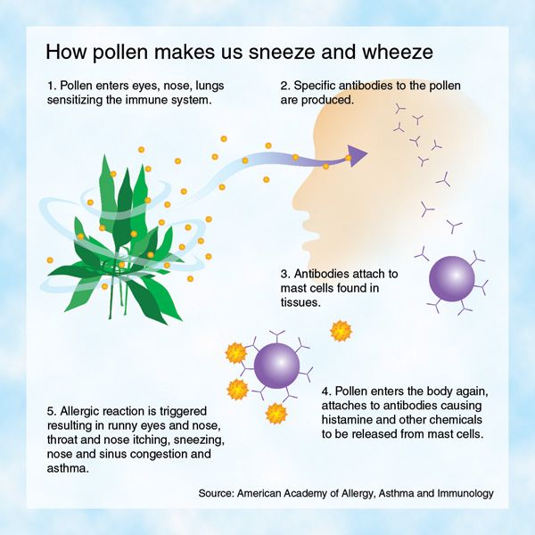 A graphic explaining how pollen makes us sneeze and wheeze by the American Academy of Allergy, Asthma and Immunology. The words: “1. Pollen enters eyes, nose, lungs, sensitizing the immune system” above an image of a plant with green leaves with yellow circles near it to represent pollen. “2. Specific antibodies to the pollen are produced,” near a side view cameo of a head with the pollen going into the sinus and eye region with a purple arrow and small Y-shaped antibodies emerge. “3. Antibodies attach to mast cells found in tissues,” with the small Y-shaped antibodies attaching to a purple orb. “4. Pollen enters the body again, attaches to antibodies causing histamine and other chemicals to be released from mast cells,” with the yellow pollen orbs attaching to the antibodies on the purple mast cell. “5. Allergic reaction is triggered resulting in running eyes and now, throat and nose itching, sneezing, nose and sinus congestion and asthma.”