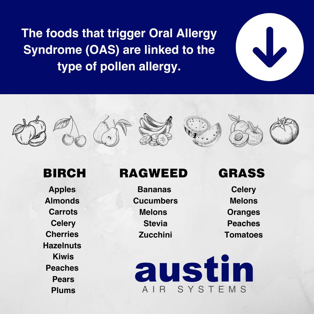 Infographic on the foods that trigger Oral Allergy Syndrome (OAS) and the type of pollen allergy they are linked to. Above the list is line drawings of apples, cherries, pears, bananas, waterment, peaches, and a tomato. Birch pollen allergy: Apples, Almonds, Carrots, Celery, Cherries, Hazelnuts, Kiwis, Peaches, Pears, Plums Ragweed pollen allergy: Bananas, Cucumbers, Melons (watermelon, cantaloupe, honeydew), Stevia, Zucchini Grass pollen allergy: Celery, Melons, Oranges, Peaches, Tomatoes