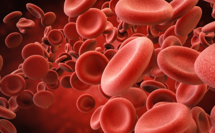 A drawing of the interior of a vein with many red blood cells. On the right side of the image, the red blood cells are closer.